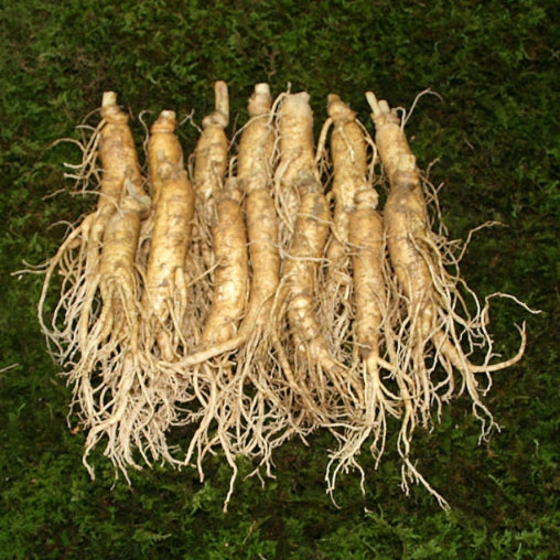 big_ginseng_t_2.131e6433a77c4ef873ab4e20ccf255e5.jpg