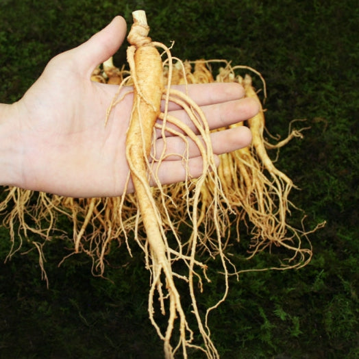 mix_ginseng_t_1.70c7fe556b5bf8e3e7706daeacb11e42.jpg